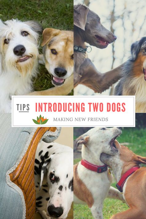 Making two dogs meet for the first time? Here's how to get your dog to accept the new dog comfortably! New Puppy Meeting Older Dog, Introducing Dogs To Dogs, Funny Talking Dog, Dogs Training, Older Cats, 2 Dogs, Brittany Spaniel, Dog Meet, Dog Cuts