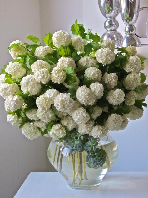 Snowball Viburnum - Paperblog Snowball Viburnum, Green Hydrangea, Beautiful Flower Arrangements, White Hydrangea, White Bouquet, Beautiful Bouquet, Beautiful Blooms, Love Flowers, Pretty Flowers