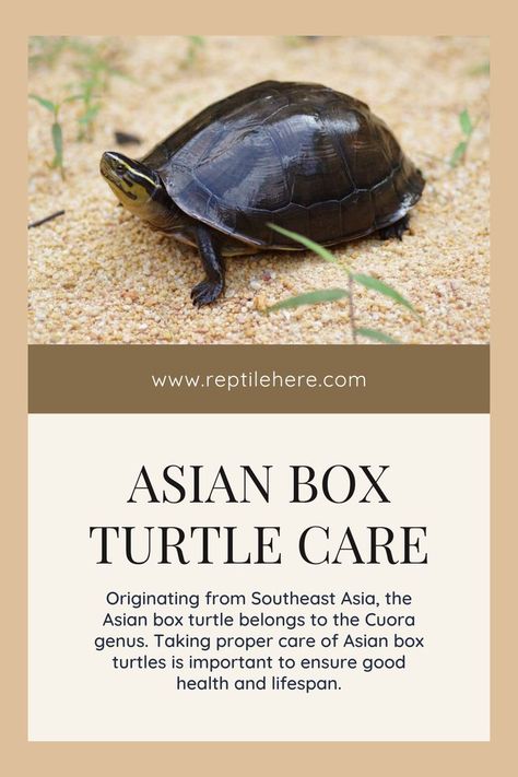 #Asian Box Turtle Care  #Asian Box Turtle #Turtle Care Types Of Turtles, Turtle Care, Box Turtle, How To Take, Southeast Asia, In Nature, Turtles, Habitat, Take Care