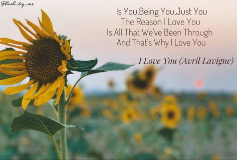 #lovequote #iloveyou #sunflower Love Lyrics Quotes, Reasons I Love You, Why I Love You, Hope Quotes, Lyric Quotes, A Rose, I Love You, Love Quotes, Sunflower