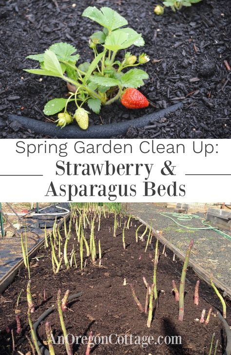 Companion Planting Asparagus, Strawberry Asparagus Bed, Asparagus Raised Bed, Growing Asparagus In Containers, Asparagus Garden Bed, Growing Asparagus In Raised Beds, Growing Strawberries In Raised Beds, Strawberry Beds Ideas Diy, Strawberry Growing Ideas