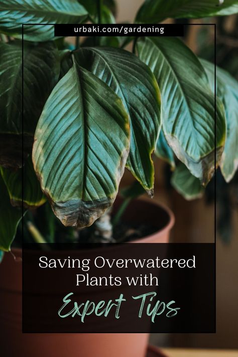 Are your plants showing signs of overwatering? It's a common gardening mistake, but you can rectify it. This guide provides valuable insights into recognizing the symptoms of overwatering and how to steer clear of it. In addition, you'll find effective remedies to revive overwatered plants. Uncovering the key differences between a well-watered plant and an overwatered one is crucial. Make the right adjustments to your watering routine to ensure your plants flourish. Save your beloved greens. Garden Wall Designs, Plant Problems, Indoor Plant Care, Leaf Images, Low Light Plants, More Water, Different Plants, Diy Planters, Large Plants