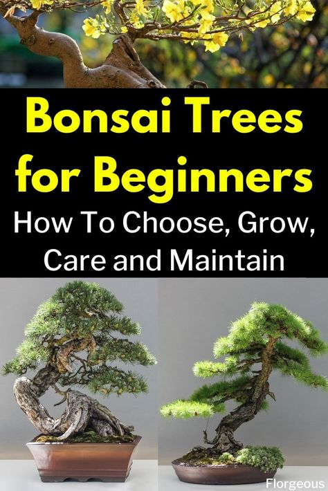 Bonsai Tree Room Decor, Bonzai Tree Diy, Best Bonsai Trees, Indoor Bonsai Tree For Beginners, How To Take Care Of A Bonsai Tree, Bonzai Tree Care, How To Care For Bonsai Tree, Bonsai Plants How To Grow, How To Bonsai A Tree