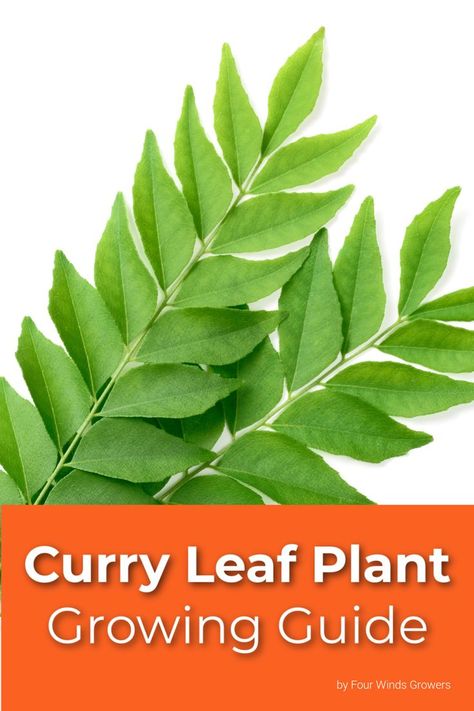 a curry leaf branch with leaves on a white background Germinate Seeds, Curry Leaf Plant, Growing Citrus, Potted Fruit Trees, Curry Leaf, Passion Vine, Foliar Spray, Tree Growing, Avocado Tree