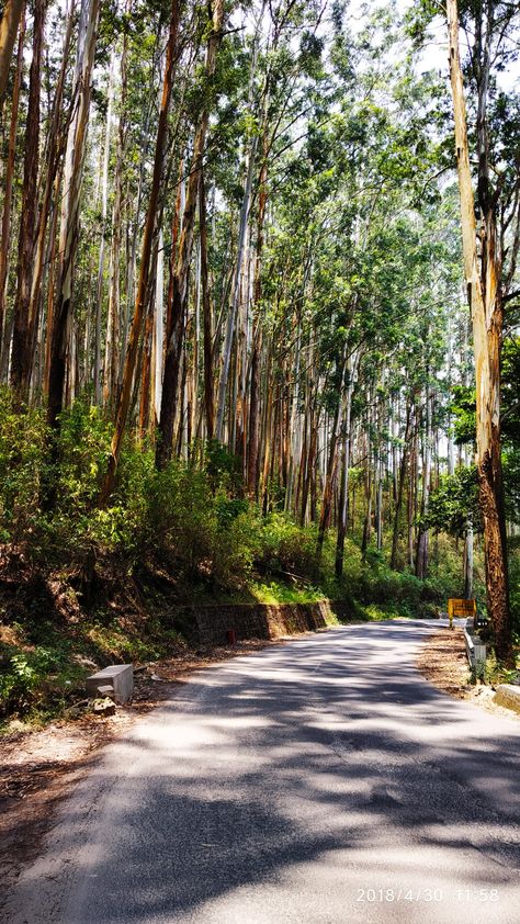 Pine forest of ooty Pine Forest Ooty Photography, Pine Forest Ooty, Pine Forest Aesthetic, Ooty India Photography, Mountain Aesthetic, Nature Background Images, Kodaikanal, Road Photography, India Photography