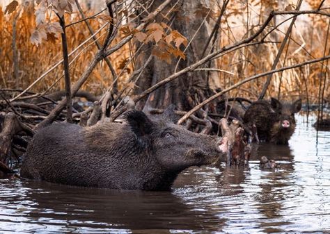 Plants, birds, feral pigs: the invasive species that cost the US millions | Environment | The Guardian Feral Pig, Japanese Barberry, Texas Restaurant, Bacterial Diseases, Wild Pig, Conservation Biology, Save Wildlife, Eastern Bluebird, Farm Fresh Eggs