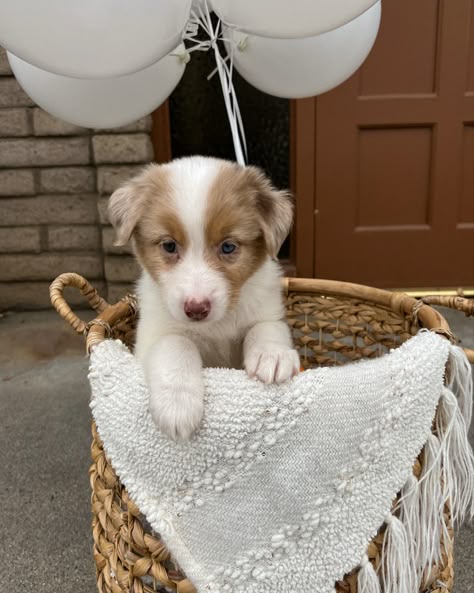 Puppy in basket with balloons Puppy In Basket, Adopting A Puppy, Dog Surprise Gift Ideas, Surprise Puppy Ideas, Puppy Surprise Ideas, Puppy Reveal Ideas, Puppy Gift Surprise, New Puppy Photoshoot, Puppy Announcement Ideas