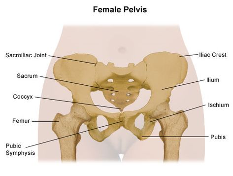 Pelvis Problems | Johns Hopkins Medicine Abdominal Muscles Anatomy, Human Anatomy Chart, Pelvic Girdle, Anatomy Images, Pelvic Bone, Human Body Organs, Referred Pain, Human Bones, Muscle Anatomy