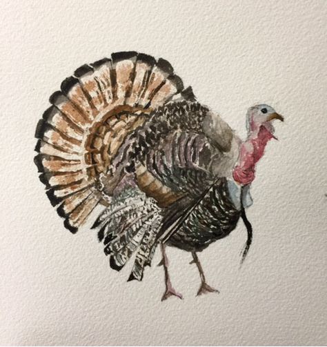 Turkey Animal Drawing, Watercolor Turkey Paintings, Halloween Watercolors, Turkey Watercolor, Watercolor Turkey, Spring On The Farm, Painted Turkey, Thanksgiving Watercolor, Pictures Of Turkeys