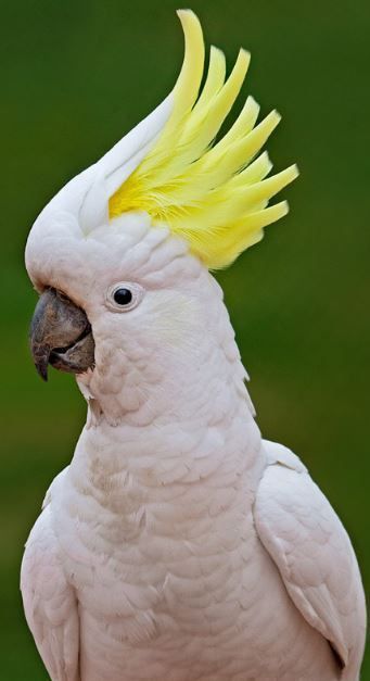 Sulphur Crested Cockatoo, Cockatoo Mosaic, Cockatoo Aesthetic, Cockatoo Photography, Burung Kakatua, Wallpaper Dog Aesthetic, Australian Parrots, Animal Jungle, Best Cameras