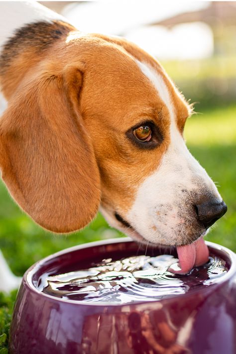 Animals Drinking Water, Dog Drinks, Dog Drinking Water, Officine Gullo, Dog Beagle, Dog Water Dispenser, Post Insta, Animal Action, Pet Friendly House