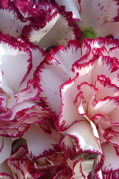 Vibrant Wallpaper, Carnation Flowers, Garden Flower Beds, Carnation Flower, Nothing But Flowers, Flower Therapy, Different Plants, Beautiful Flowers Pictures, Garden Flowers