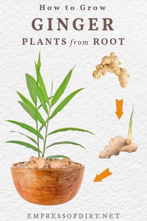 Regrow Ginger Root, Planting Ginger Root, Grow Ginger From Root, Regrow Ginger, Growing Ginger Indoors, Ginger Plants, Propagation Tips, Patio Gardening, Fruit Growing