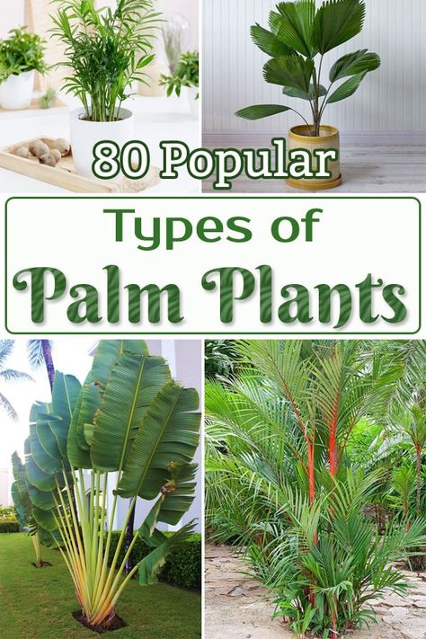 Here's an exclusive list of the Most Popular Types of Palm Plants that you can grow in your home and garden for that tropical feel and look. Under Palm Tree Landscaping, Plants For Outside Landscapes, Types Of Palm Trees Outdoor, Tropical Garden Plants Landscaping, Types Of Tropical Plants, Indoor Palms Plants, Different Types Of Palm Trees, Outdoor Tropical Plants Landscaping, House Palm Tree Plants