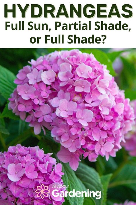 Shade Hydrangea Front Yards, Hydrangea For Shade Garden, Part Sun Part Shade Flower Beds, Partial Shade Shrubs, Hydrangeas For Full Sun, Hydrangea For Full Sun, Different Types Of Hydrangeas, Hydrangea In Florida, Hydrangea Flower Bed Ideas