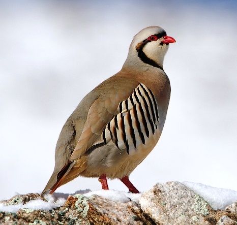 Chukar Partridge. National bird of Pakistan Dove Hunting, National Animal, National Symbols, Game Birds, Abstract Canvas Wall Art, Life Form, Partridge, Bird Feathers, Abstract Canvas