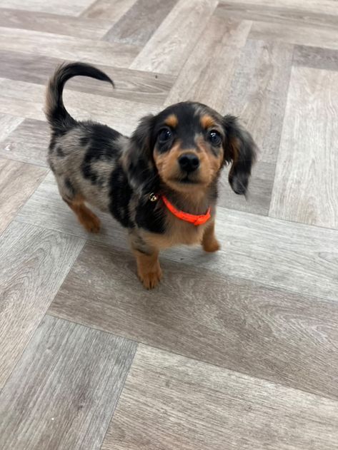 Fluffy Winnie Dog, Weenier Dog Puppies, Blue Dapple Mini Dachshund, Dutch Hound Dachshund, Chihuahua Mixed With Weiner Dog, Border Collie Cocker Spaniel Mix Dogs, Mini Weenie Dogs, Mini Duchound, Miniature Daschund Puppies