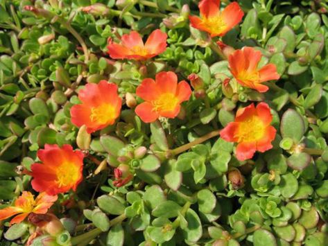 Portulaca oleracea 'Balriorg' (Purslane) aka Portulaca oleracea 'Rio Orange' #portulaca #succulentopedia #succulents #CactiAndSucculents #succulent #SucculentPlant #SucculentPlants #SucculentCollection #SucculentGarden #DesertPlants #BloomingSucculent #SucculentFlower #SucculentFlowers Purslane Flowers, Small Orange Flowers, Purslane Plant, Portulaca Flowers, Flowering Succulents, Portulaca Oleracea, Best Perennials, Greenhouse Growing, Annual Flowers