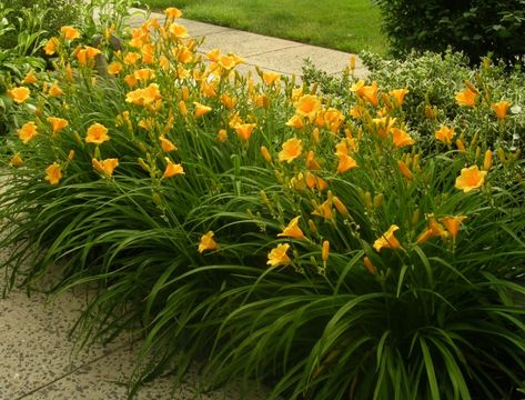 Bud Day Lilies Care, Reblooming Daylilies, Shady Garden, Daylily Garden, Lily Garden, Day Lilies, Home Landscaping, Garden Yard Ideas, Garden Care