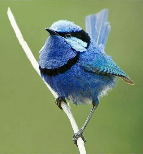 Wings Artwork, Animals In The Wild, Blue Wren, Fairy Wren, Vr Lens, Australia Animals, World Birds, Modern Birds, Australian Birds