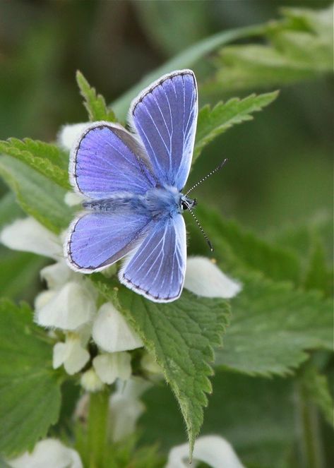 Adonis Blue Butterfly (Polyommatus bellargus) Europe, Russia, Iran, Iraq Adonis Blue Butterfly, Male Butterfly, Polyommatus Icarus, Blue Butterfly Wallpaper, Birds And The Bees, Animal Groups, Beautiful Bugs, Butterfly Pictures, Skylark