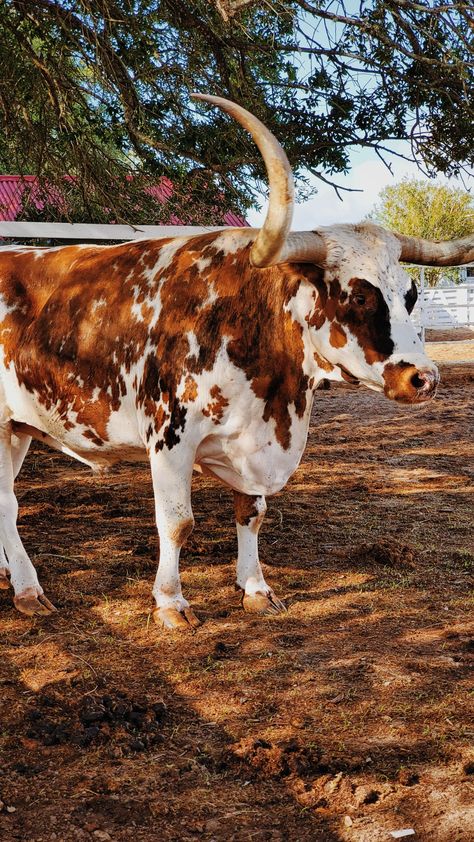 Ranch Animals, Texas Longhorn Cattle, Roping Dummy, Cow Stuff, Longhorn Cattle, Black Cowboys, Cow Pictures, Texas Longhorn, Ranch Life