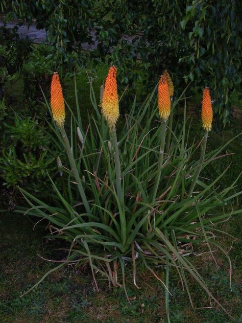 Growing and caring for torch lilies is easy enough for newbie gardeners too. So what is a red hot poker torch lily and how do you grow red hot pokers? Read this article to find out more. Hot Poker Plant, Red Hot Poker Plant, Torch Lily, Red Hot Poker, Lily Care, Lily Garden, Garden Bulbs, Garden Care, Outdoor Plants