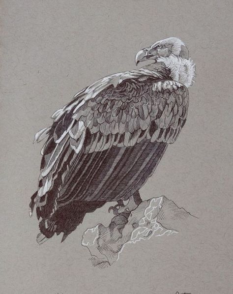 Vulture Sketch, Vulture Drawing, Griffon Vulture, Pole Vaulting, Wings Sketch, Bird Artists, Nature Art Drawings, Nature Sketch, Pencil Shading