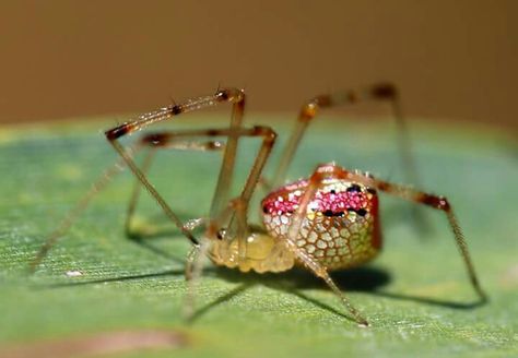 Check out our Spotting of the Day, a  Black-spotted Thwaitesia from Australia! Spiders in the genus Thwaitesia  are commonly called “mirror spiders” or “sequined spiders", due to the shimmery spots on their abdomen. These are thought to make the spiders harder to see for predators due to light scattering. Mirror Spider, Aesthetic Foods, Light Scattering, Natural Phenomena, Lizards, Character Ideas, Black Spot, Spiders, Aesthetic Food