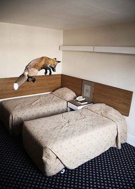 Jumping Fox, Sneak Attack, Pet Fox, Hotel Bed, Red Fox, Hotel Room, Hotels Room, Animal Kingdom, Animal Photography