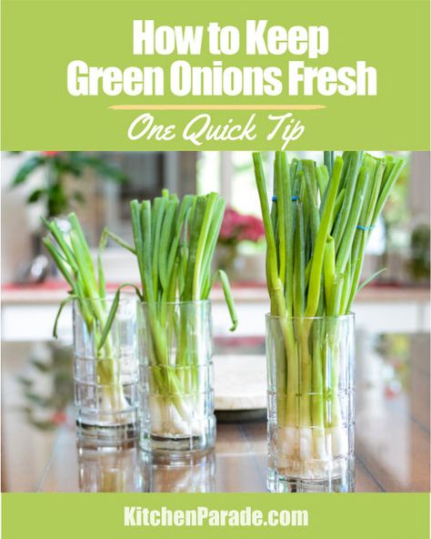 How to Keep Green Onions Fresh for Weeks, another One Quick Tip ♥ KitchenParade.com. It's like a flower bouquet for your refrigerator! Keeping Green Onions Fresh, Best Way To Store Green Onions, How To Keep Green Onions Fresh, Green Onion Recipes, Planting Board, Swedish Rye Bread, Storing Veggies, Bread In A Bread Machine, Bread Bread Machine