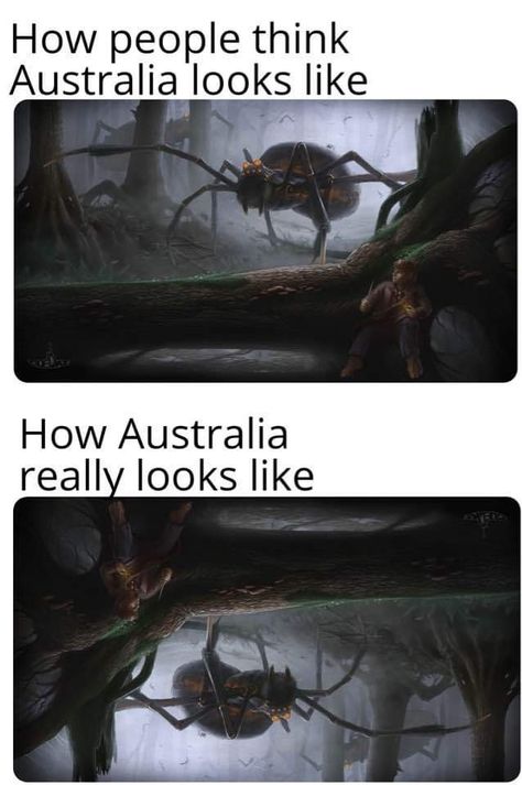 Australia Meme, Expectation Vs Reality, Images Gif, Bones Funny, Popular Memes, Reaction Pictures, Dankest Memes, Funny Images, Really Funny