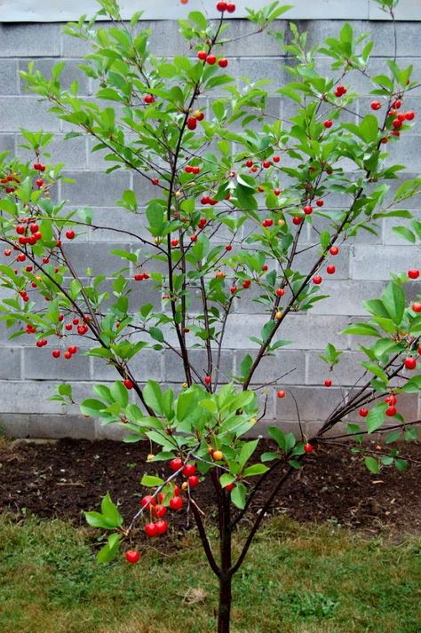 Montmorency Cherry Tree. It is a popular sour cherry for pies and tarts! You only need one tree to produce fruit. Grows 12-15' at maturity. Sour Cherry Tree, Patio Tomatoes, Montmorency Cherry, Fruits Garden, Tomato Pruning, Cherry Plant, Prune Fruit, Growing Tomato Plants, Fruit Farm