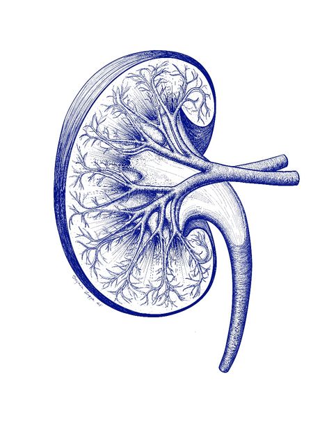 Detailed illustration of a cross section of a kidney created for my personal website. Inspired by Vesalius and Netters! Kidney Anatomy Drawing, Kidney Drawing, Anatomy Kidney, Kidney Design, Kidney Illustration, Kidneys Anatomy, Mood Improvement, Importance Of Drinking Water, Kidney Anatomy