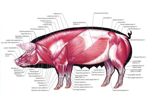 Bovine Anatomy, Bone Diagram, Pig Dissection, Pig Sculpture, Soft Palate, Vet Medicine, Mammary Gland, Pig Character, Musculoskeletal System