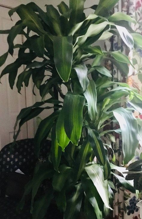 Cornelia the mass cane corn plant Mass Cane Plant, Mass Cane, Cane Plant, Plant In Water, Decorating With Plants, Plant App, Lipstick Plant, Myrtle Tree, Sun Loving Plants