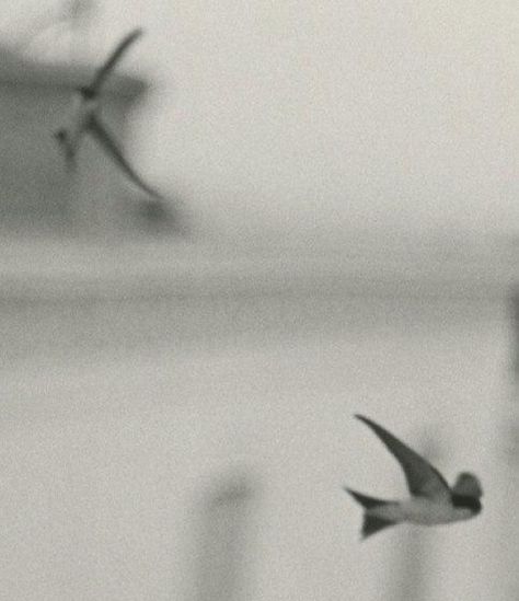 The Andalusian Swallows Bernard Plossu Swallows, Birds, Black And White, Water, White, Black