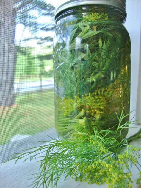 Dill Vinegar, Harvest Dill, Dill Oil, Sauce For Eggs, Compound Butter, Garden Veggies, Diy Oils, Garden Route, Garden Recipes