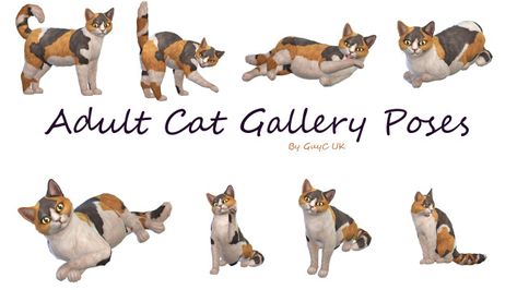 TS4 Poses Sims 4 Animal Poses, Sims 4 Large Dog Poses, Sims 4 Pet Poses, Sims 4 Pet Pose Pack, Sims 4 Cat Poses, Sims 4 Cat Cc, The Sims 4 Cats And Dogs Cc, Vet Clinics, Cat Pose