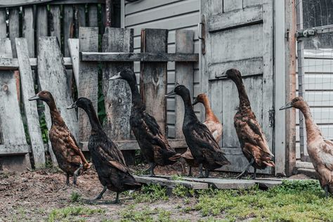 Indian Runner Ducks | Chickens And More Ducks For Beginners, Indian Runner Ducks, Raising Ducks, Runner Ducks, Eggs For Sale, Temple Ruins, Duck House, Chicken Health, Duck Eggs