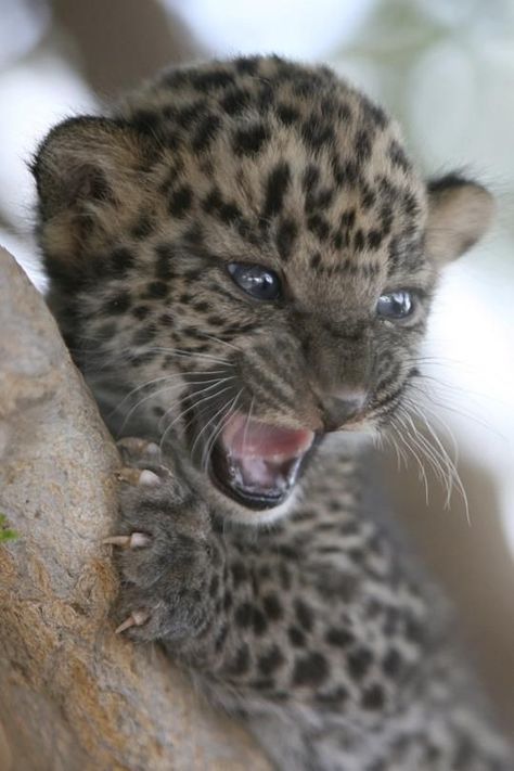 Leopard Baby, Pet Project, Baby Leopard, Animal Projects, Wildlife Animals, Leopards, Cute Creatures, Amazing Animals