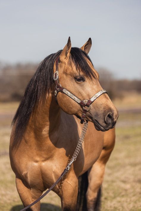 Quarter Horse Buckskin, Buckskin Roan Horse, Buckskin Quarter Horse, Buckskin Horses, Novel Aesthetic, Buckskin Horse, Photography Horse, Reining Horses, Horse Colors