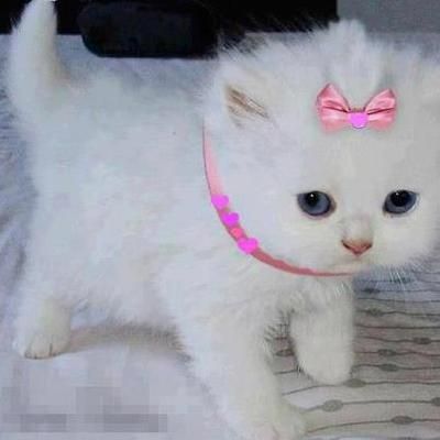 White Fluffy Kittens, Lover Cats, Princess Kitty, White Kitten, Fluffy Kittens, White Kittens, Baby Kittens, Bandeaus, Cute Cats And Kittens