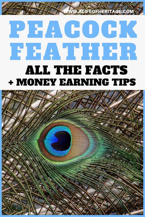 Peacock feather facts, tips on what to make with them, how to sell them and how to make money with peacock feathers. Peacock Feather Uses, Things To Do With Peacock Feathers, What To Do With Peacock Feathers, Peacock Feather Crafts Ideas, Peacock Farming, Raising Peafowl, Raising Peacocks, Peacock Coop, Peacock Feather Meaning