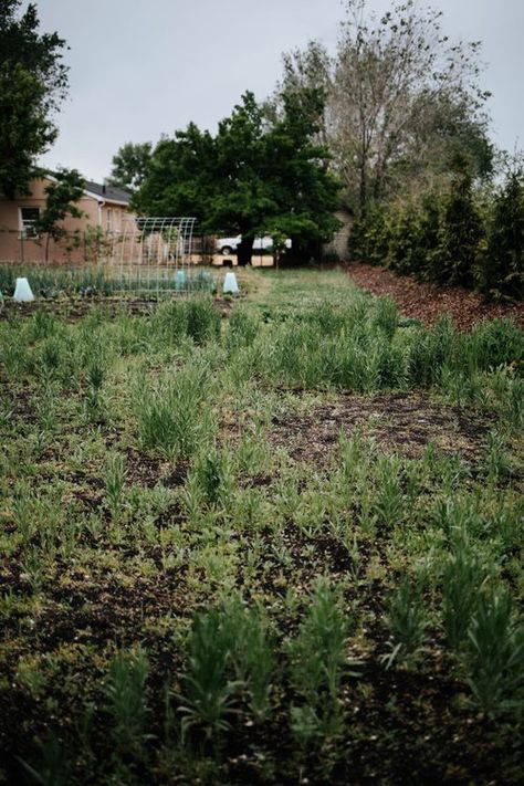 How to Install a Native Wildflower Meadow - GATHER & GROW Bush House, Flagstone Path, Dutch Gardens, Sage Garden, Weed Barrier, Meadow Garden, Wildflower Meadow, Big Garden, Native Garden