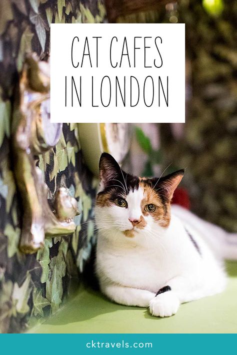 Cat Cafe London, Cafe In London, Cat Cafes, Kitty Cafe, Dog Cafe, Cat Lounge, London Baby, Inspirational Photos, Cat Stories