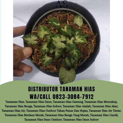 “AS Collaboration” merupakan distributor tanaman hias TERLARIS yang berdomisili di Batu Malang yang telah berpengalaman memberikan pelayananan terbaik pada konsumen. KLIK https://wa.me/6282330847912 Tanaman Hias Outdoor, Malang, Brussel Sprout, Guacamole, Jakarta, Sprouts, Ethnic Recipes