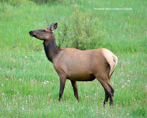 https://flic.kr/p/uzg76e | Cow Elk | I photographed the young cow elk near Kitty Creek.  I saw something in Selways Meadow that I had never seen before, a short eared owl. I have hanging around this wonderful place almost 40 years now and this is the first one I have seen there. I had just crossed a ditch on my 4-wheeler and looked left and here was a short eared owl flying along side of me. No pictures of course but hopefully in the future. Dandelion Garden, Horned Animals, Cow Elk, Irish Elk, Grouse Hunting, Elk Pictures, Owl Flying, Elk Photo, Elk Photography