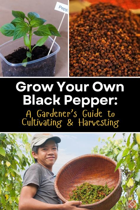 Dive into the world of homegrown spices with our black pepper growing guide! 🌿 Learn how to cultivate and harvest Piper nigrum for fresh, flavorful peppercorns. Perfect for spice enthusiasts and gardeners alike. How To Grow Black Pepper, Growing Black Peppercorn, Ornamental Pepper Plant, Black Pepper Plant, Pepper Growing, Fast Growing Flowers, Piper Nigrum, Fruit Bearing Trees, Thriving Garden