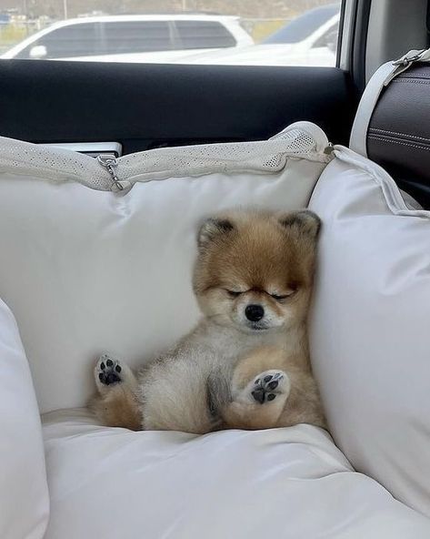 Dogs Social Media, Puppies Cute, Puppy Snuggles, Cute Pomeranian, Super Cute Puppies, Sleeping Puppies, Fluffy Dogs, Pomeranian Puppy, Fluffy Animals